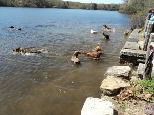 Dogs Swimming