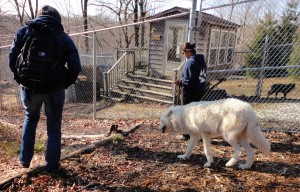 Atka