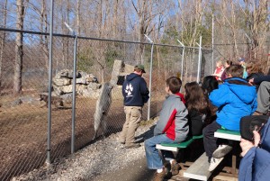 Boys watching wolves