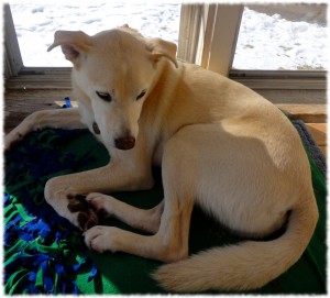 And, to not leave Targa out... enjoying the sun and warmth on the sun porch.