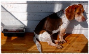 Tucker trying to find warmth and sun next to the (soon to be) pepper seedlings