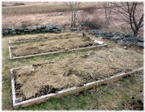 Raised garden beds with a fresh load of manure compost and hay