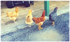 The chickens enjoying their evening wandering around the yard.