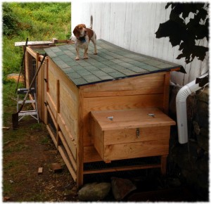 Tucker on the roof of the chicken coop. He can't get into the run - and it was a bit longer jump down to the ground than Tucker wanted to do.