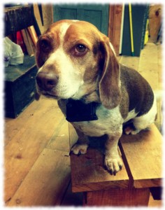 My shop assistant.