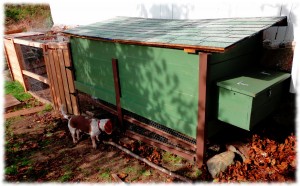 Chicken Coop after the first coat of paint