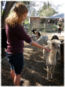 Visiting on of the local alpaca farms on the day before Christmas.