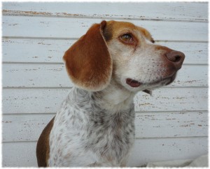 Tucker on the porch