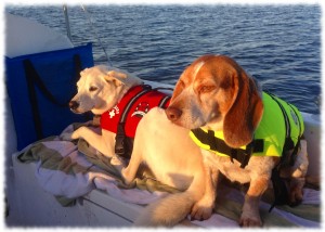 Targa and Tucker enjoying the early morning sun as we motor towards home while Susanna sleeps below.