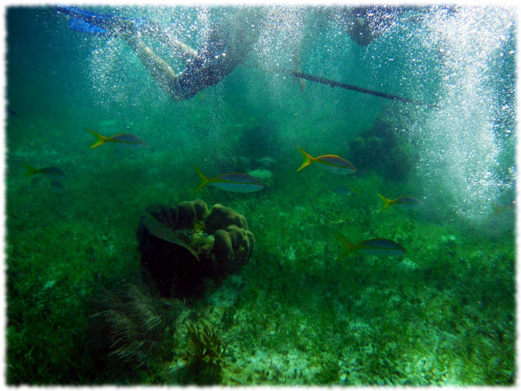 One of the may underwater sights that Ben and I saw on our snorkeling adventure.