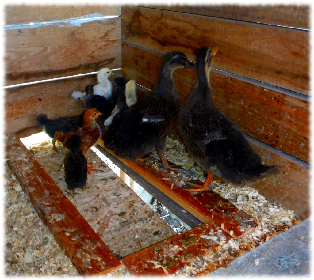 The chickens and ducks hiding in the corner of the coop. The ducks are only a week older than the chicks and much bigger already.