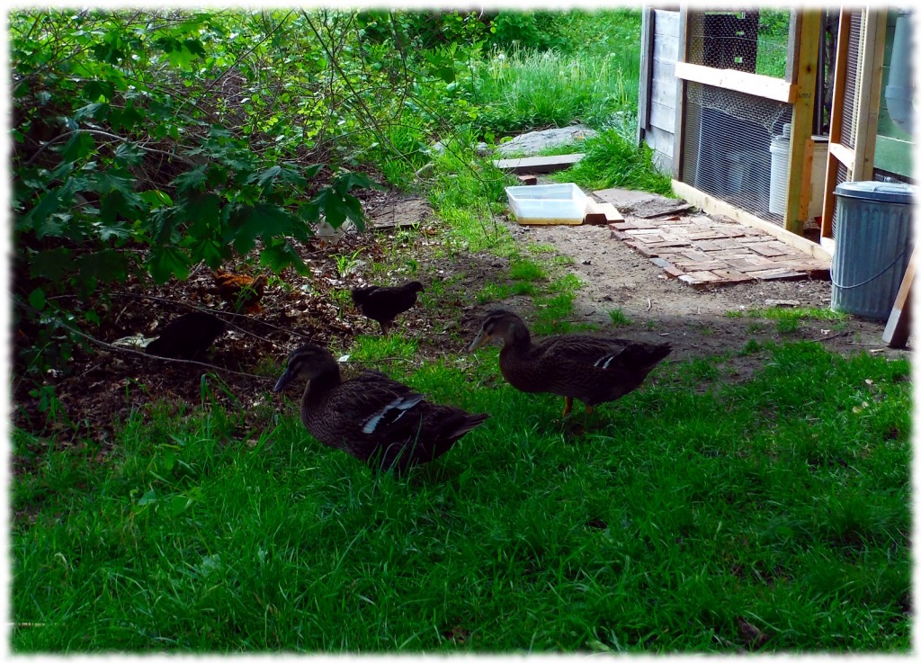The chickens and ducks enjoying their time out of the coop on a beautiful spring day.