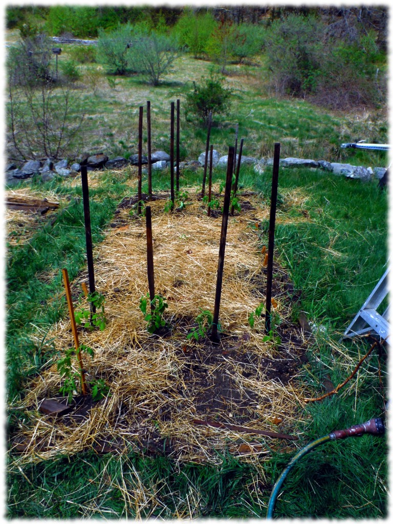 Tomato plants transplanted into the garden