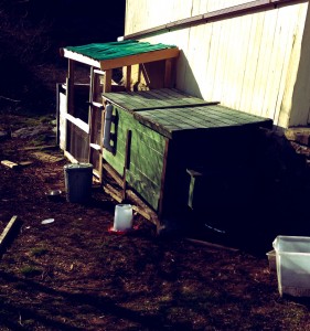 Our empty coop... ready to be cleaned up one of these days
