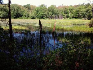 A view from the Narragansett Trail.