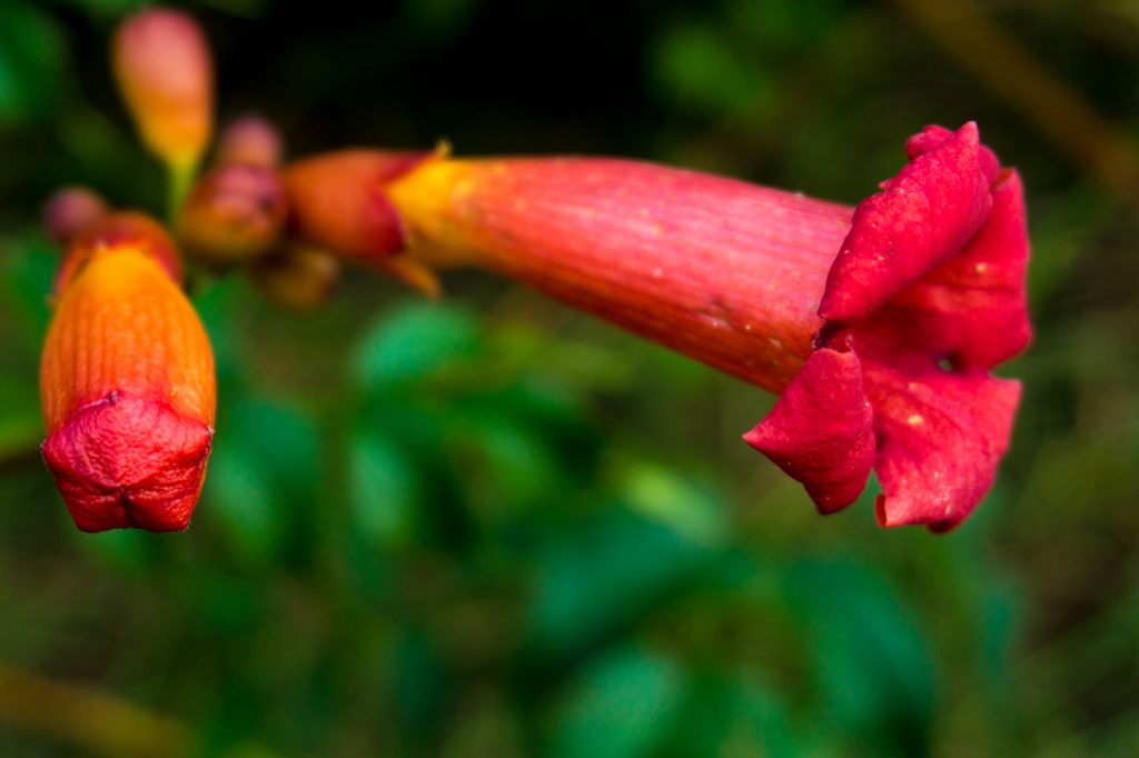 Flower from the year (taken in the evening just after the sun set).